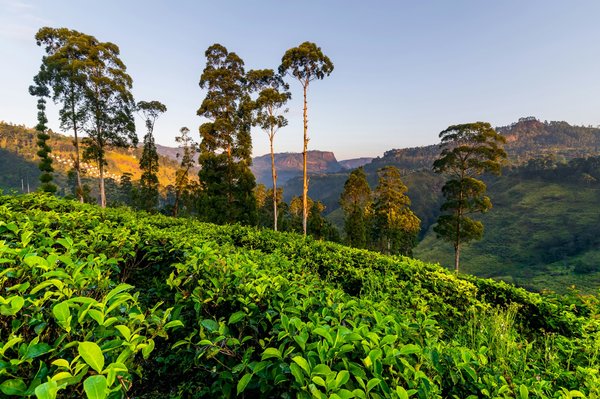 Comment les œuvres de Caravaggio ont-elles influencé le développement du clair-obscur en peinture ?