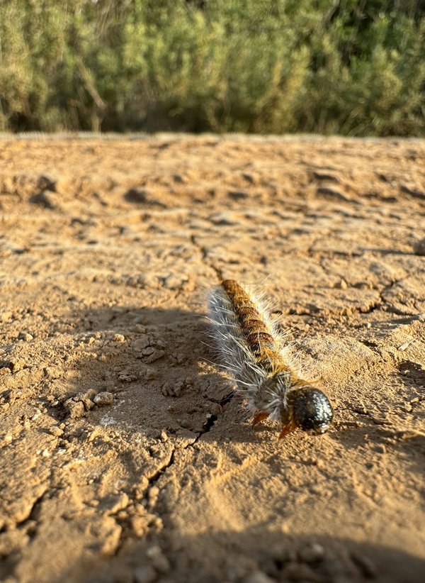 Spécialiste du traitement des chenilles processionnaires à paris : vos solutions efficaces