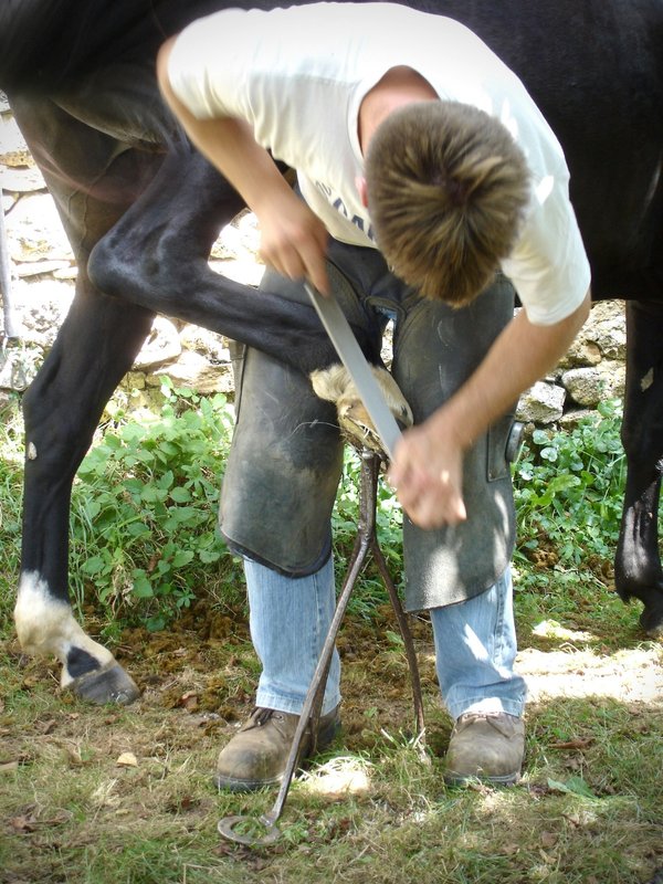 Les essentiels du maréchal-ferrant : outils et formations clave